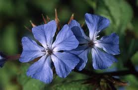 Fiori di Bach