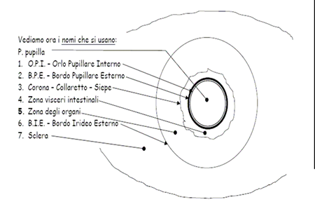 Nomenclatura occhio